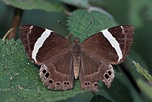 Dark judy (Abisara fylla fylla) female Godawari.jpg