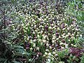 Natural stand Darlingtonia Botanical Wayside, Florence, Oregon