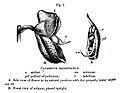 Catasetum macrocarpum (as syn. Catasetum tridentatum) From Charles Darwin's article on Catasetum pollination (1862)