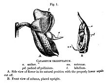 Devant (A) et côté (B) d'une fleur.  Le dessus marqué "L. labellum" est une hotte;  le milieu marqué "a. anthère" dépasse du centre, portant "an. antennes" et "pd. pédicelle de pollinium".  Le reste de la légende se lit comme suit: "Catasetum tridentatum. A. Vue latérale de la fleur dans sa position naturelle avec les sépales correctement inférieurs coupés. B. Vue de face de la colonne, placée debout."