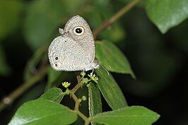 Ypthima inica