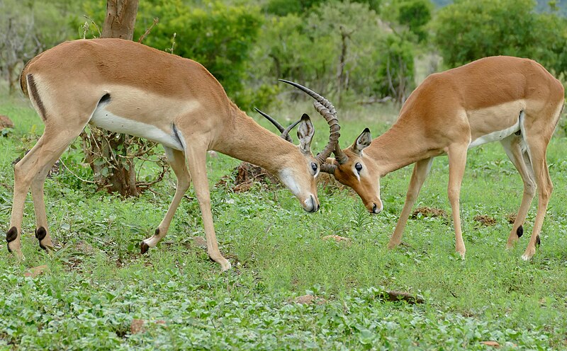 File:Day 57 Impalas (Aepyceros melampus) males locking horns ... (53332661057).jpg