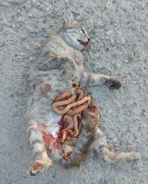 File:Dead Cat.jpg