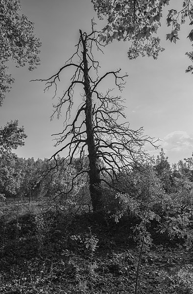 File:Dead tree in the Domaine de Restinclières bw.jpg