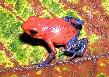 Strawberry poison-dart frog contains numerous alkaloids which deter predators.