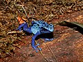 * Nomination A Blue poison dart frog, Dendrobates tinctorius var. azureus, Karlsruhe Zoo --Llez 05:05, 4 August 2019 (UTC) * Promotion  Support Good quality. -- Johann Jaritz 06:38, 4 August 2019 (UTC)