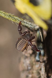 Dendrochernes cyrneus