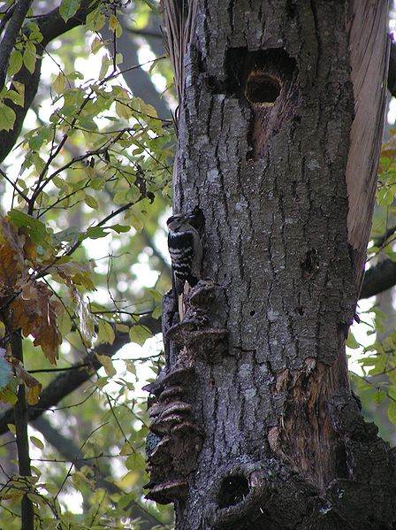 File:Dendrocopos minor mushrooms tree brok 1 beentree.jpg