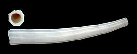 Shell of a Dentalium tusk shell Dentalium octangulatum 01.JPG