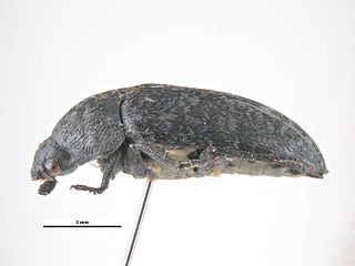 <i>Dermestes murinus</i> species of insect