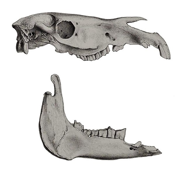 File:Description iconographique comparée du squelette et du système dentaire des mammifères récents et fossiles (Equus quagga quagga skull).jpg