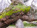 Stone in Mulberry tree