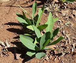 Dichapetalum cymosum -samettimarjalaji
