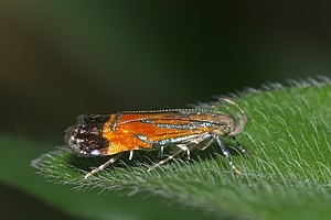 Dichomeridinae-Kadavoor-2016-04-09-001.jpg