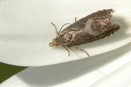 Dichrorampha simpliciana