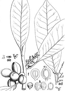 <i>Didymeles</i> Genus of trees