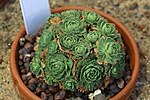 Dionysia involucrata GotBot 2015.JPG