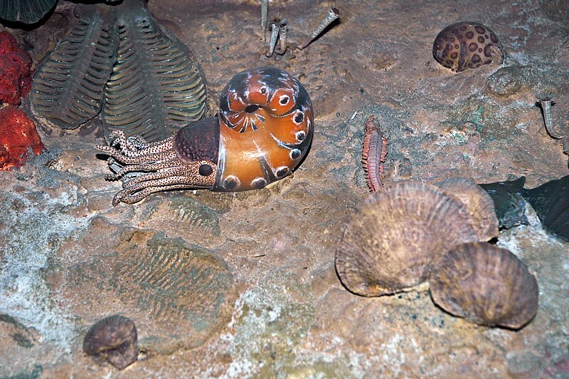 File:Diorama of a Permian seafloor - coiled cephalopod, oldhaminid brachiopods (44791289195).jpg