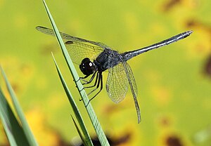 Diplacodes pumila Dwarf Percher 2013 02 03 09 30.JPG