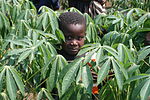 Thumbnail for Cassava production in the Democratic Republic of the Congo