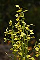 Diuris praecox Australia - Munmorah State Conservation Area