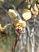 Diuris refracta