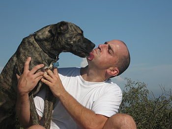Poncho the Pit bull mix kissing his owner