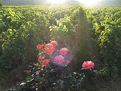 Domaine de la Romanée-Conti 12.JPG