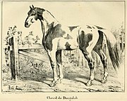 Dongola Horse, rytina z Cardini 1848.jpg