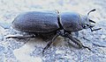 Dorcus parallelipipedus