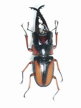 Prosopocoilus elaphus