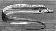 Drawing of Trichiurus lepturus from The Royal Natural History (1896).jpg