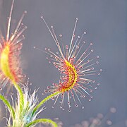 Drosera scorpioides ✓