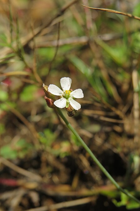 Fail:Drosera_burmannii_-_The_Burmese_Sundew_at_Makutta.jpg