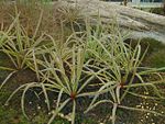 Drosera regia01-editDenis Barthel.jpg