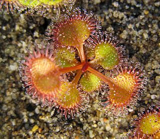 <i>Drosera rupicola</i> Species of carnivorous plant