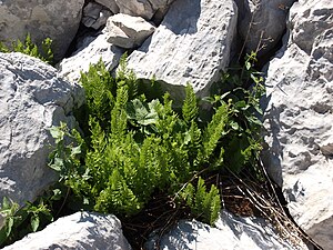 Rigid fern (Dryopteris villarii)