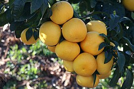 Grapefruits (Citrus paradisi)