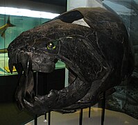 Crâne de Dunkleosteus terrelli.