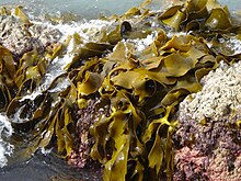 Durvillaea antarctica, a brown algae containing phlorotannins. Durvillaea antarctica 5220.jpg