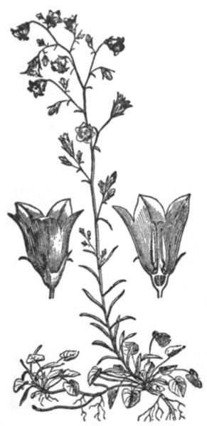 EB1911 - Harebell.png