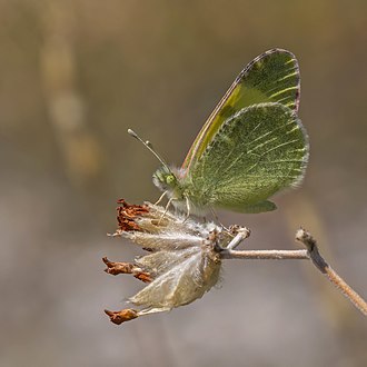 Euchloe penia