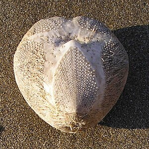 Shell of an Echinocardium cordatum, orale face.