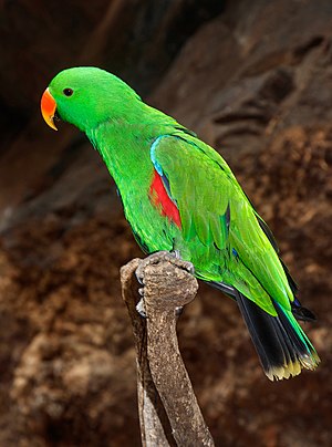 Eclectus parrot (Eclectus roratus), male; Maroparque, Breña Alta, La Palma