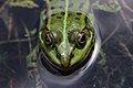 Edible Frog - Rana esculenta - panoramio (5).jpg