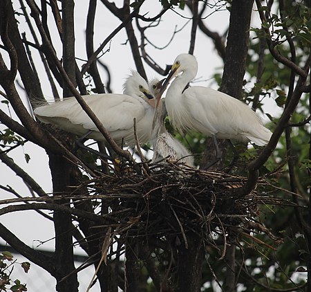 ไฟล์:Egretta_garzetta_(nest_with_juvenile_s3).jpg