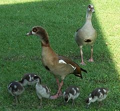A family of Egyptian Geese on the lawn