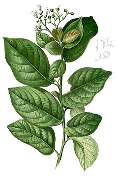 Germinación - Wikipedia, la enciclopedia libre