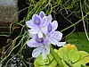 Eichhornia crassipes (water hyacinth) flower.JPG