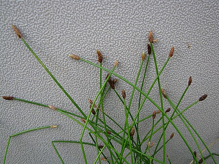 Tập_tin:Eleocharis_obtusa_(5188017050).jpg